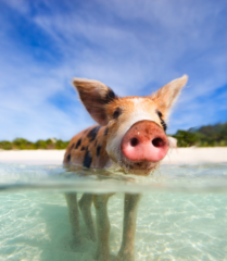 Best and Worst Times to Visit the Bahamas