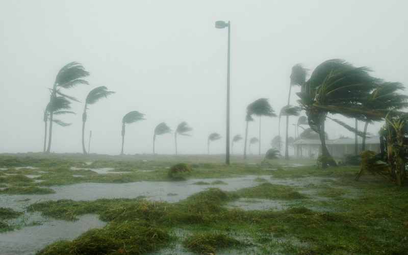 Hurricane-force winds bending palm trees