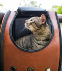 How to Travel With Pets